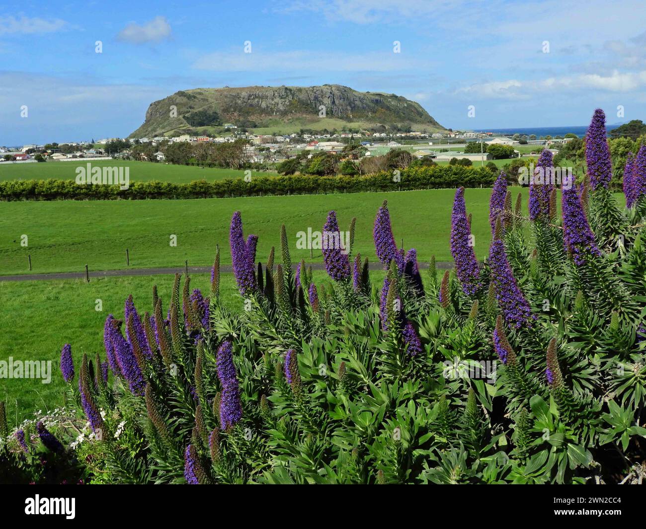 Violette Echiumblüten und die vulkanische Nuss an einem sonnigen Tag in stanley, im Norden tasmaniens, australien Stockfoto