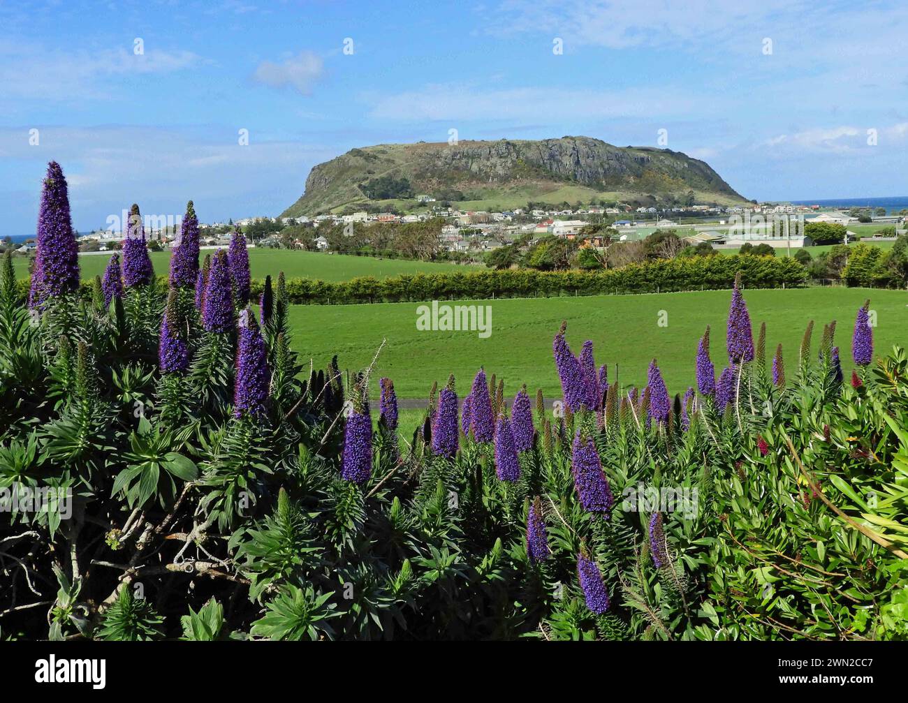 Violette Echiumblüten und die vulkanische Nuss an einem sonnigen Tag in stanley, im Norden tasmaniens, australien Stockfoto