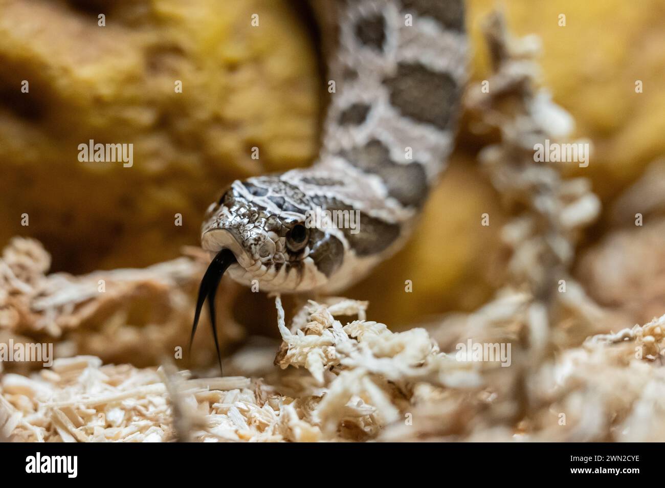 Rottweil, Deutschland. Februar 2024. Nahaufnahme einer westlichen Hakennasen-Schlange in einem Terrarium. Quelle: Silas Stein/dpa/Alamy Live News Stockfoto