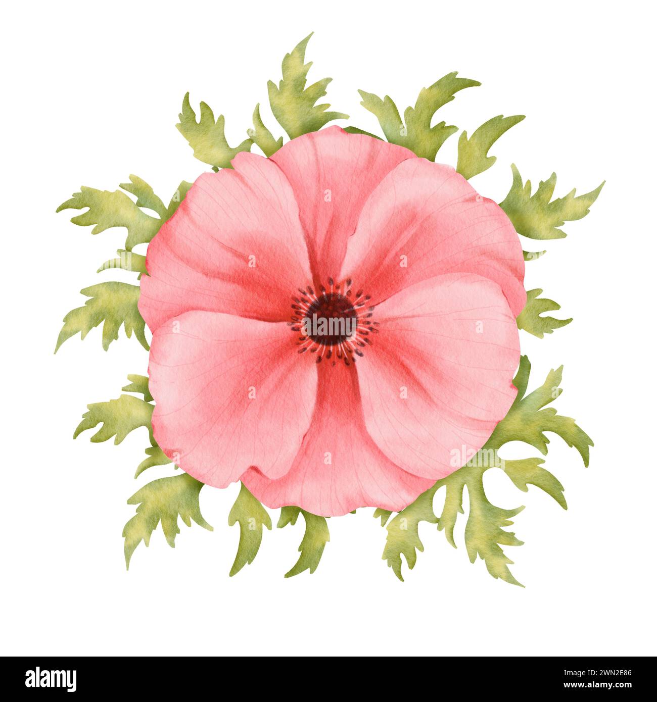 Eine Aquarellkomposition mit einer rosa Anemone umgeben von frischem Grün. Für Hochzeitseinladungen, Grußkarten, botanische Drucke Stockfoto