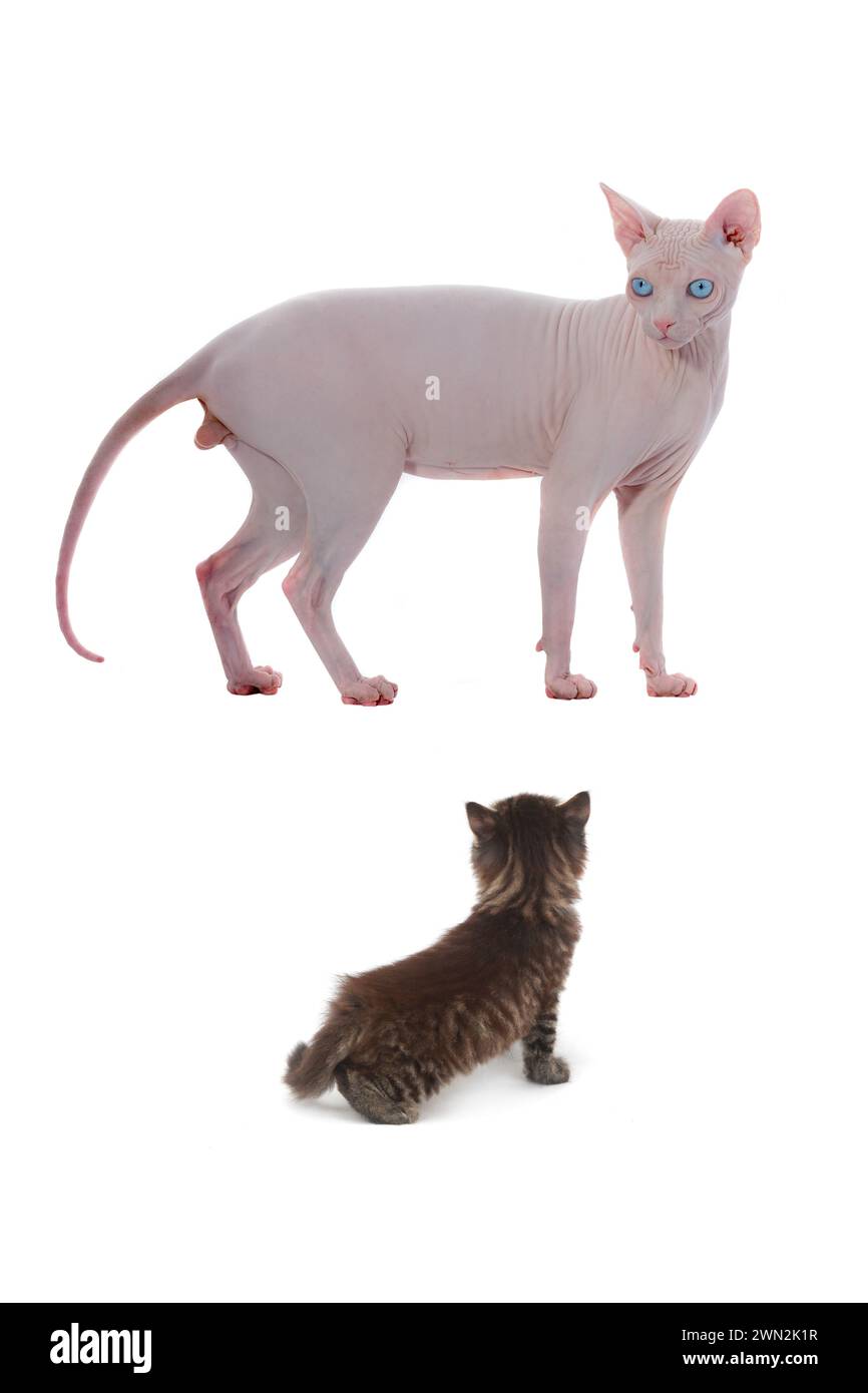 sphynx kanadische Katze isoliert auf weißem Hintergrund, Studio-Aufnahme Stockfoto