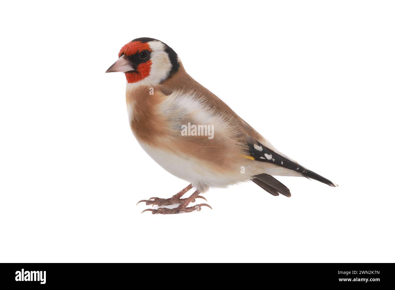 goldfinch isoliert auf weißem Hintergrund Stockfoto