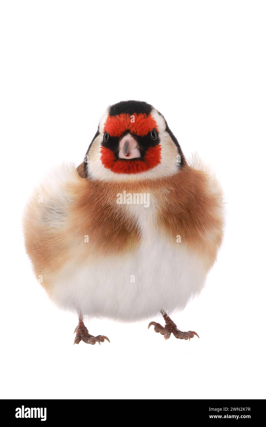 goldfinch isoliert auf weißem Hintergrund Stockfoto