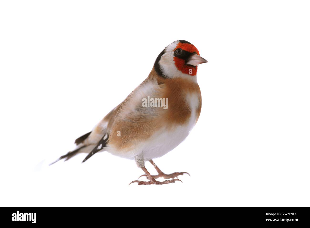 goldfinch isoliert auf weißem Hintergrund Stockfoto