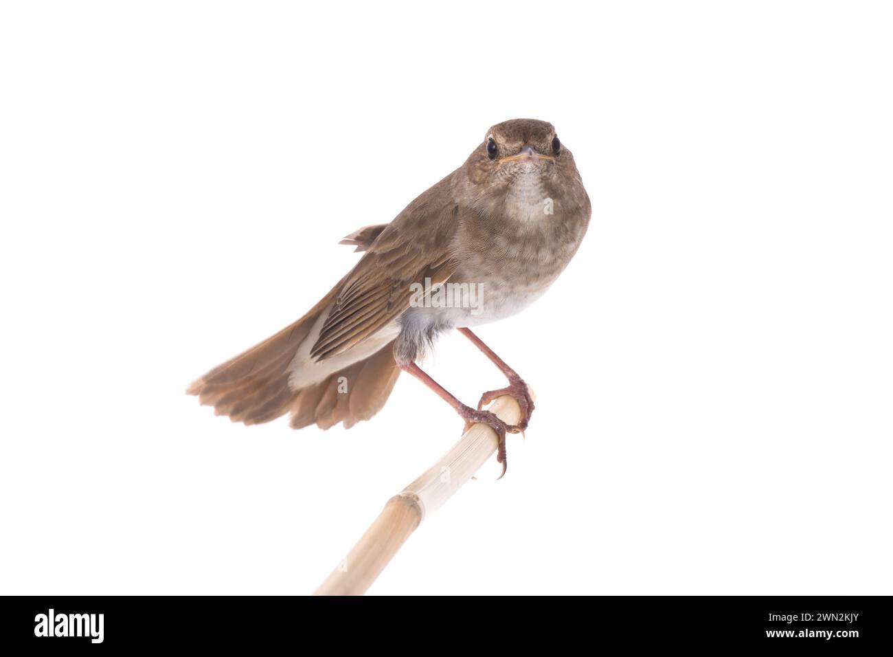 nachtigall (Luscinia luscinia) isoliert auf weißem Hintergrund in Studio-Aufnahme Stockfoto