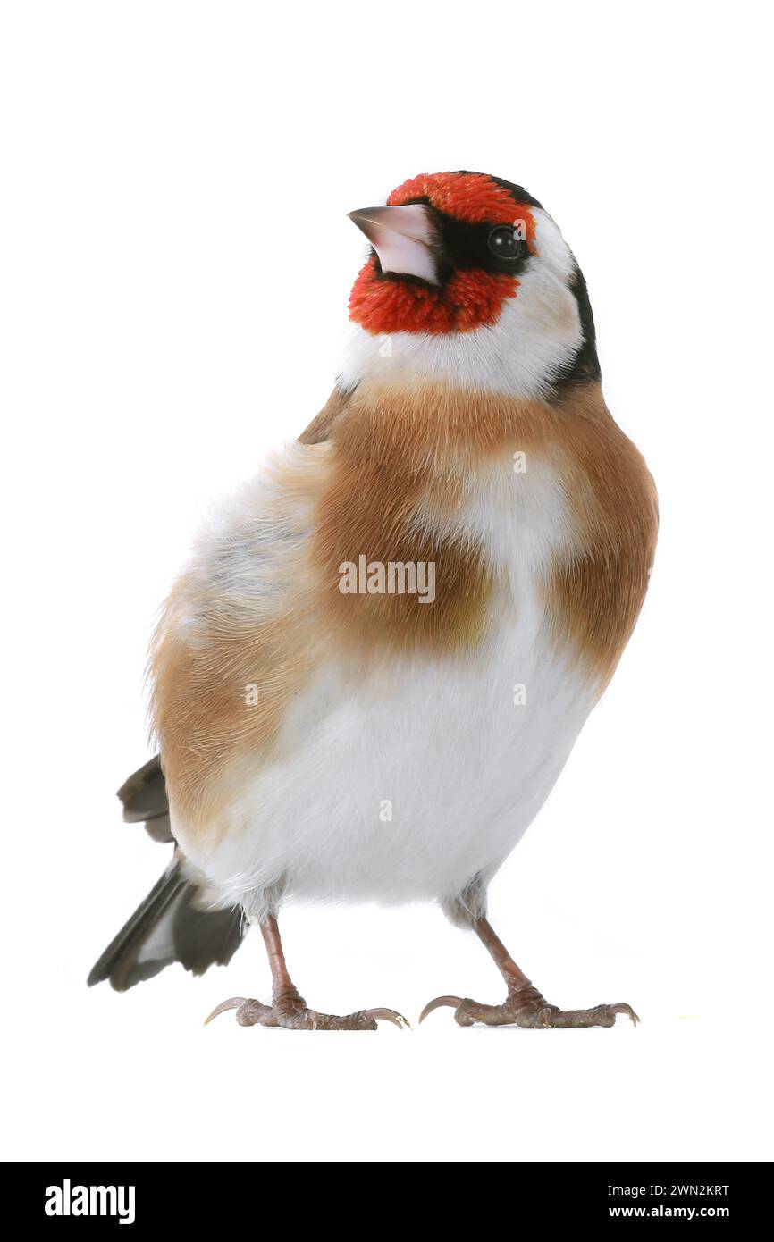 goldfinch isoliert auf weißem Hintergrund Stockfoto