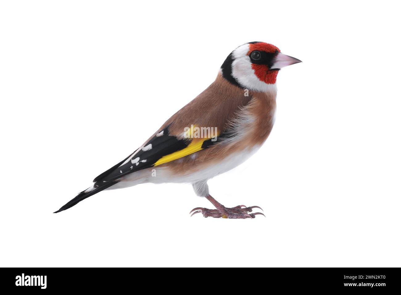 goldfinch isoliert auf weißem Hintergrund Stockfoto