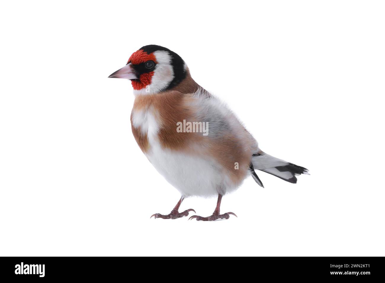 goldfinch isoliert auf weißem Hintergrund Stockfoto