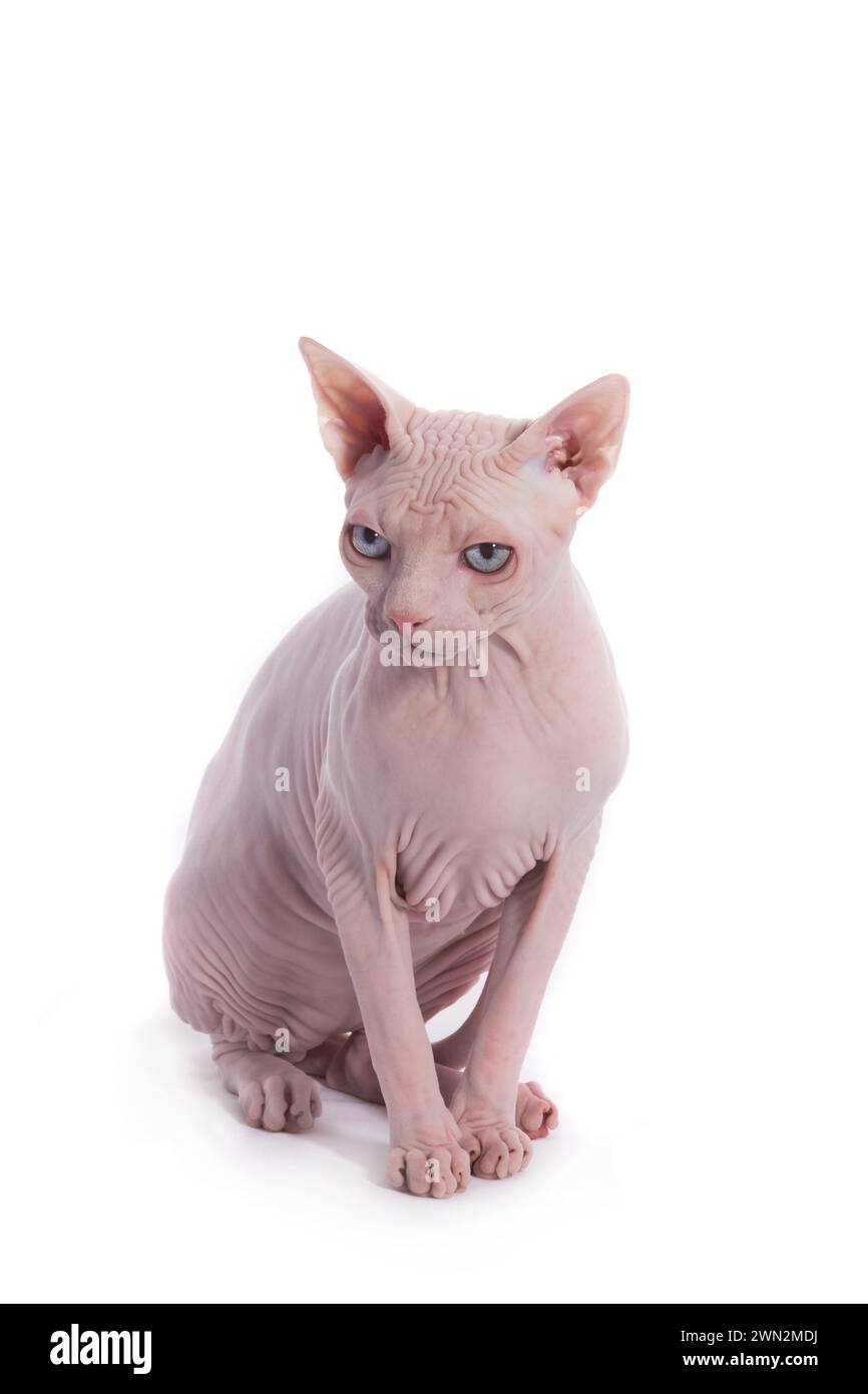 sphynx kanadische Katze isoliert auf weißem Hintergrund, Studio-Aufnahme Stockfoto