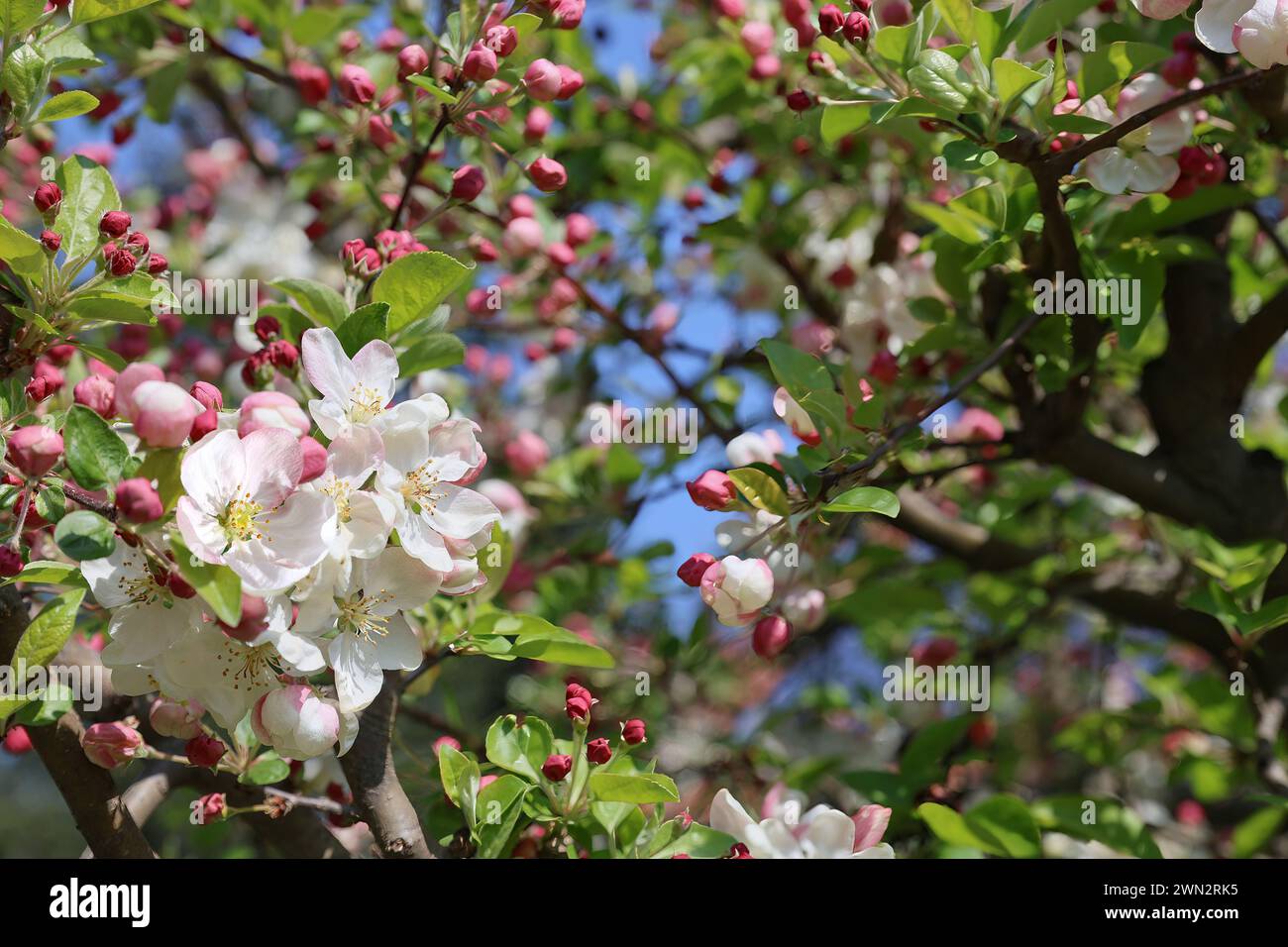 Apfelbaum mit vielen weiß-rosa Blüten und Knospen Stockfoto