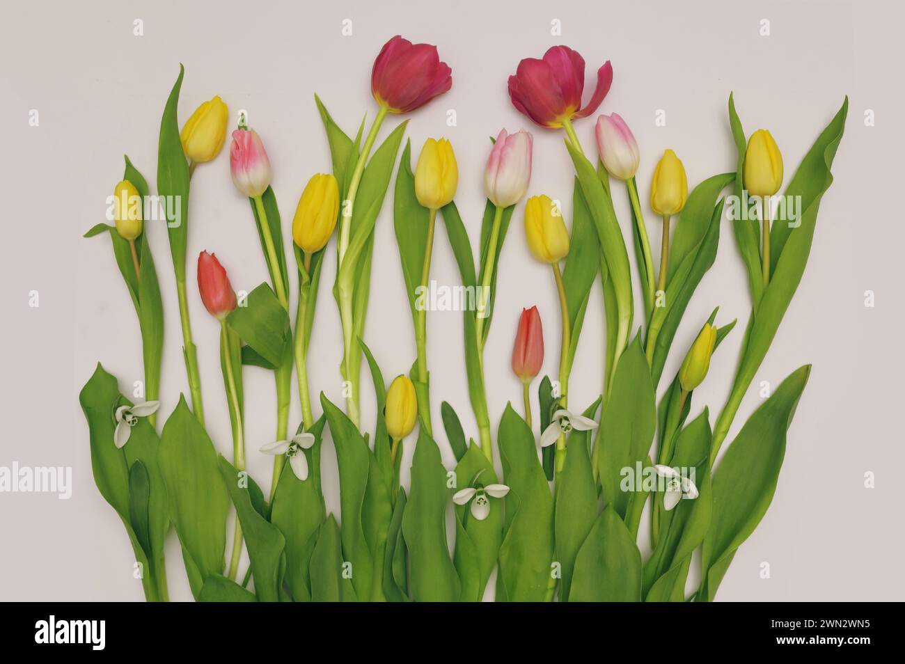 Tulpen und Schneeglöckchen isoliert auf weißem Papier Hintergrund Stockfoto