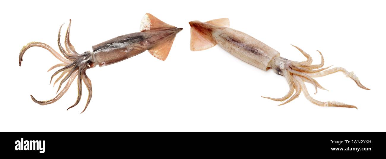 Frische Kalmare auf weißem Hintergrund Stockfoto