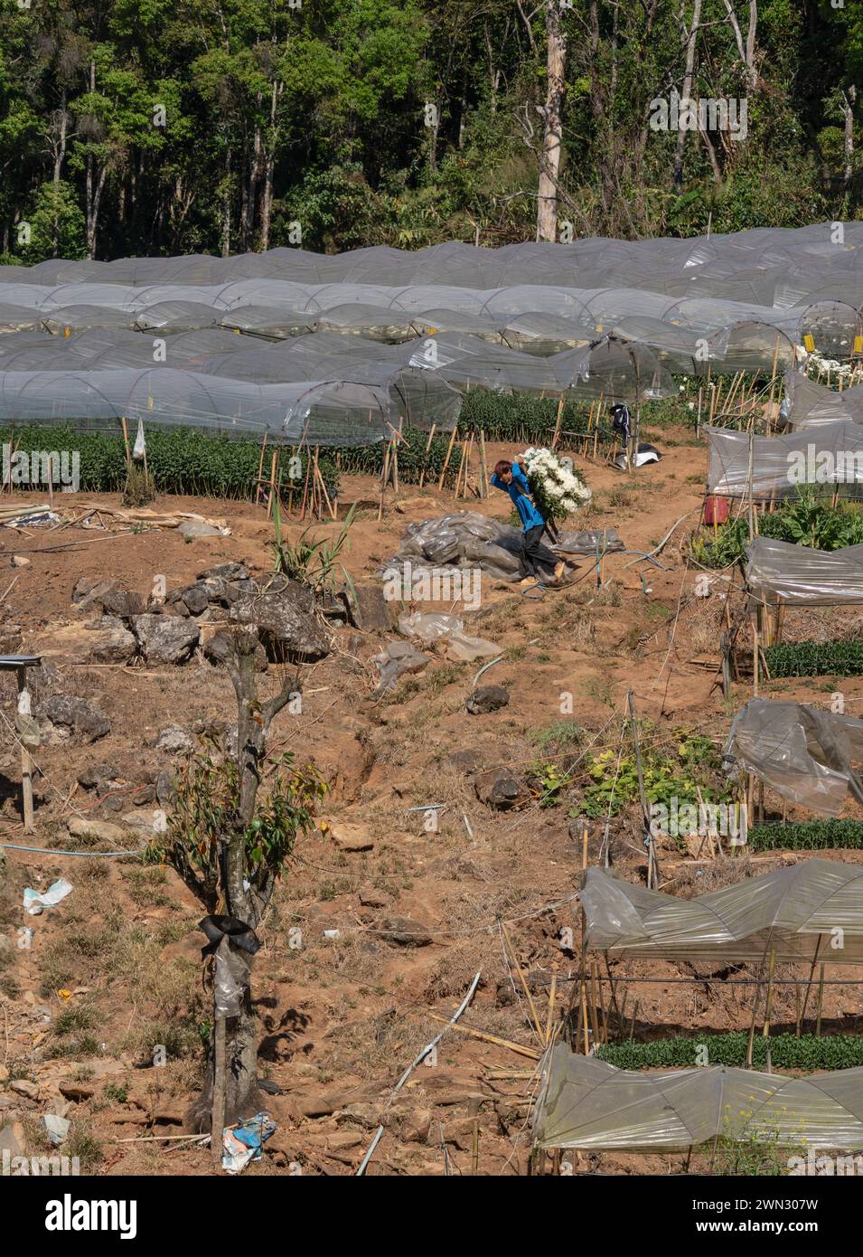 Erste Nation Karen Bauern arbeiten in Obst- und Blumengewächshäusern in der Provinz Mae Hong Son, Thailand Stockfoto