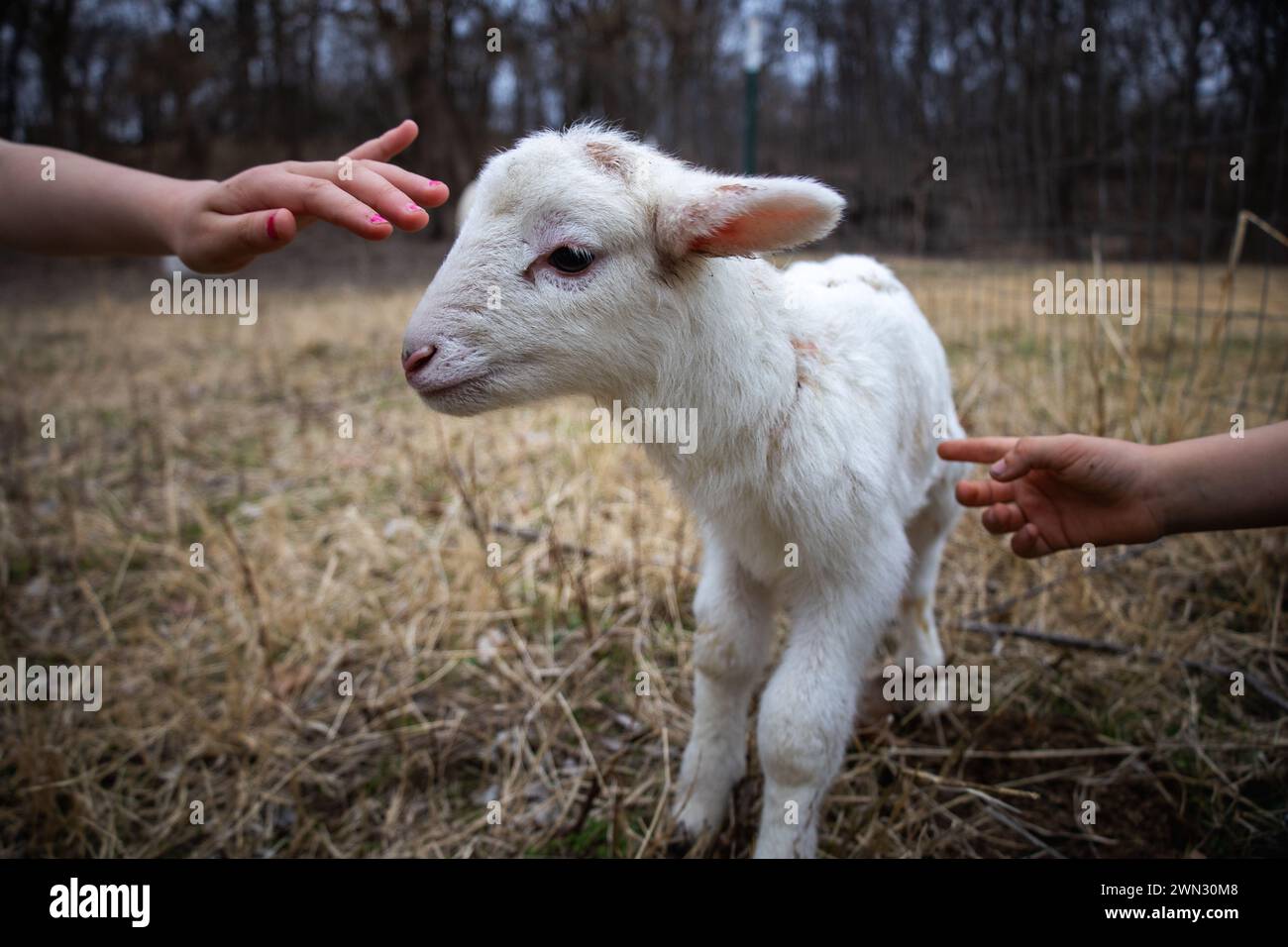 Zwei Kinderhände strecken aus, um ein neugeborenes Lamm auf ihrer Farm zu streicheln Stockfoto