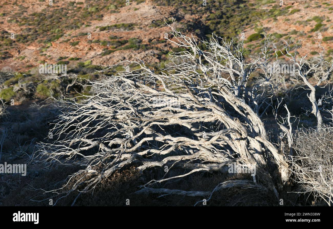 Gelehnte und verwitterte Bäume entlang der Kalbarri-Küste, WA Stockfoto