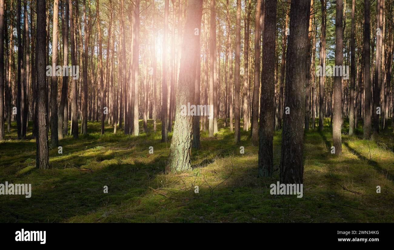 Foto eines Waldes mit Sonnenuntergang durch die Bäume, selektiver Fokus. Stockfoto