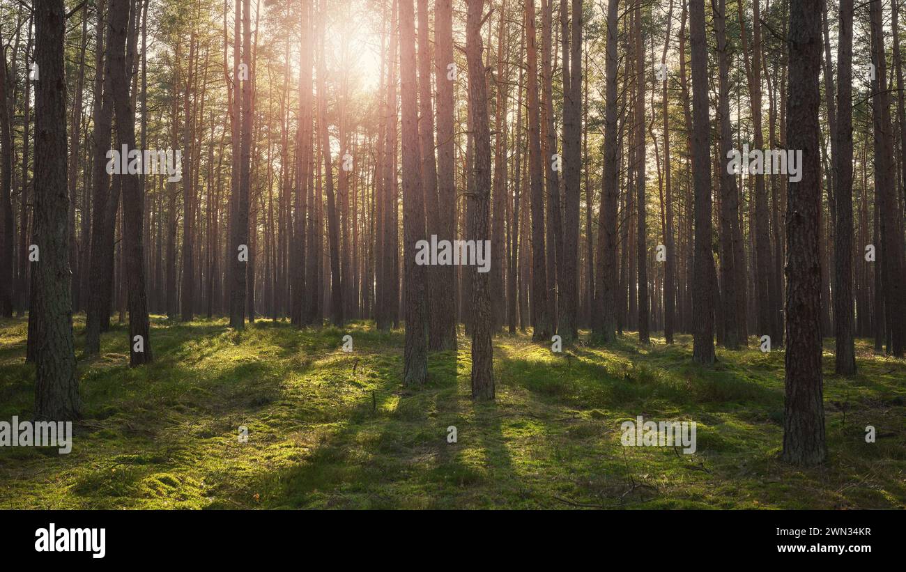 Foto eines Waldes mit Sonnenuntergang durch die Bäume, selektiver Fokus. Stockfoto
