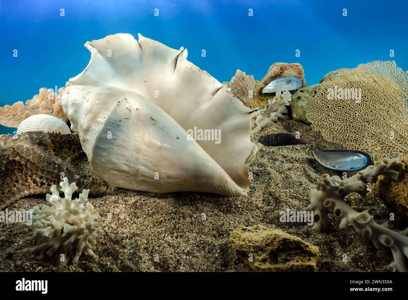 Weiße Lambis truncata Meeresschale unter Wasser. Muschel auf dem Meeresboden Stockfoto