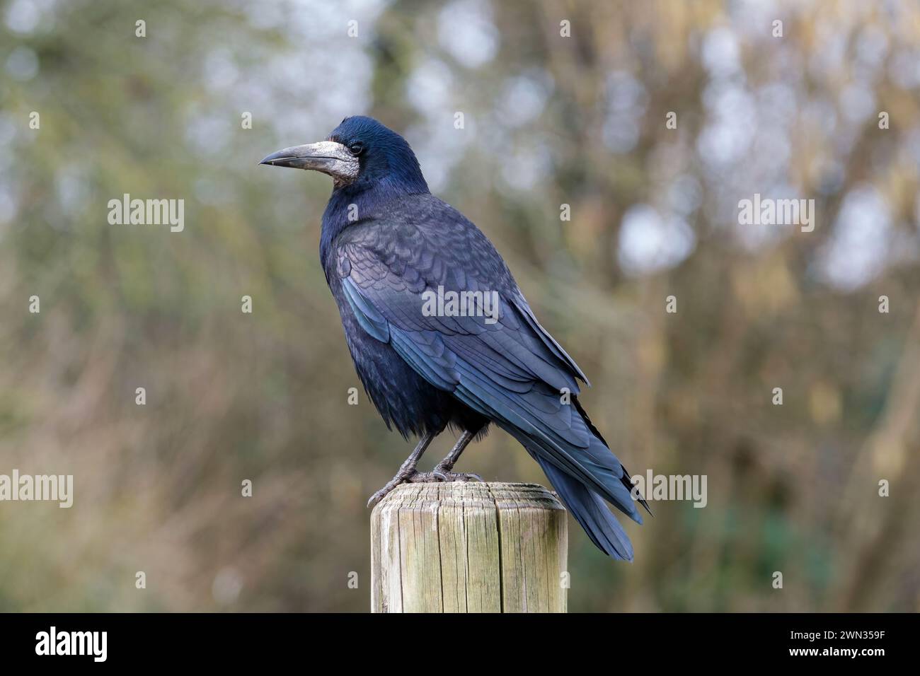 Turm, corvus frugilegus, auf einem Pfosten, Seitenansicht Stockfoto