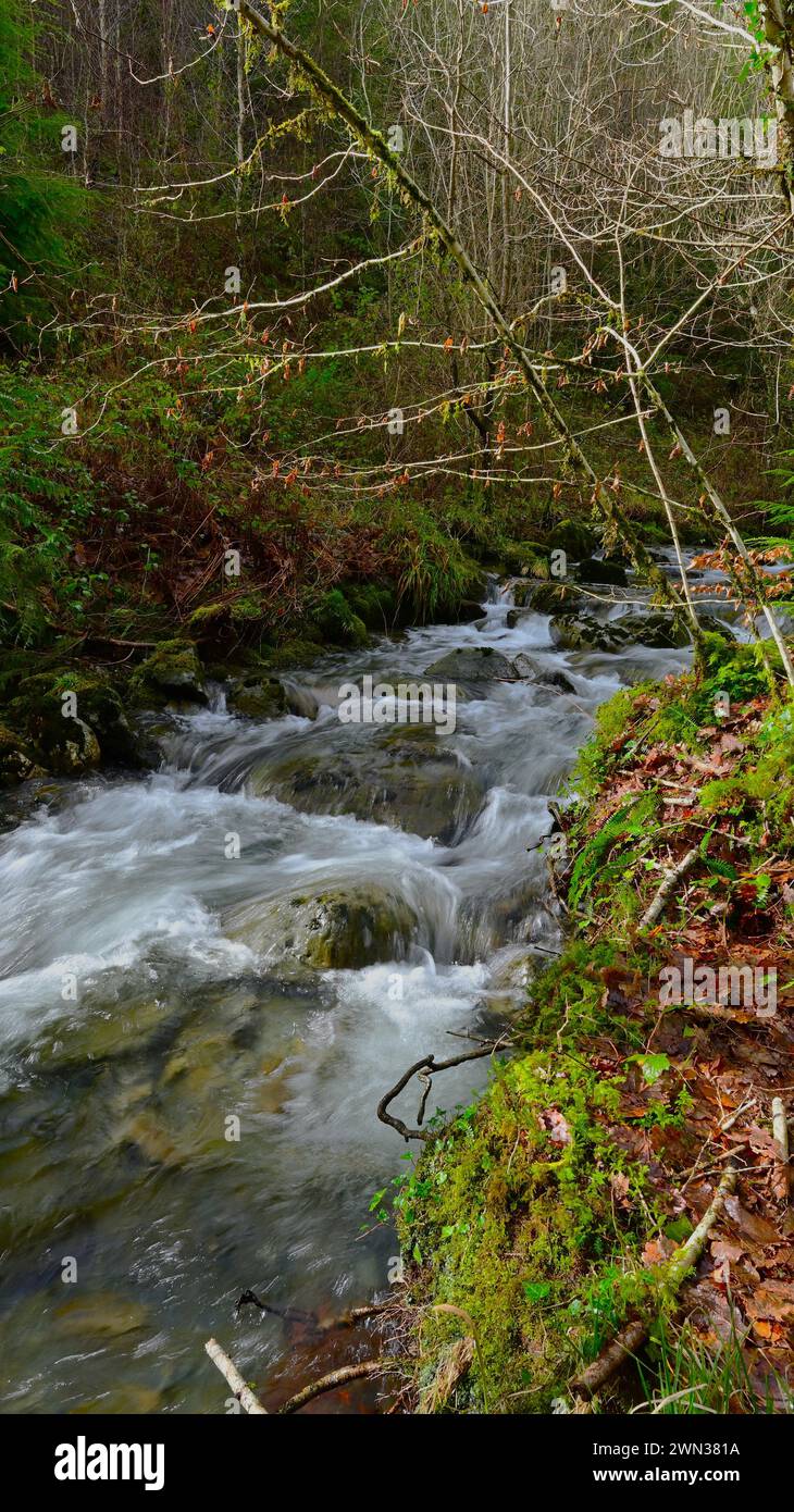 Strömung in gemäßigten Wäldern, Gwynedd Wales, Großbritannien Stockfoto