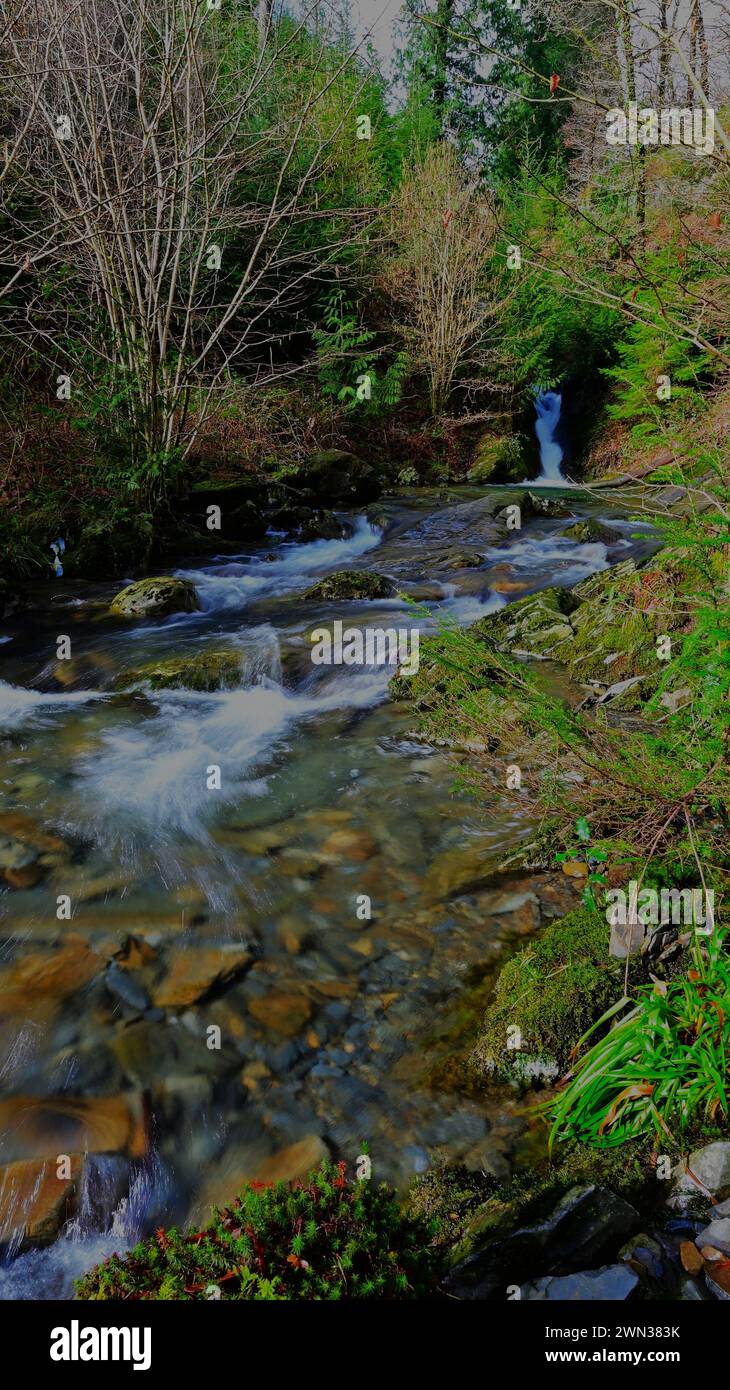 Strömung in gemäßigten Wäldern, Gwynedd Wales, Großbritannien Stockfoto