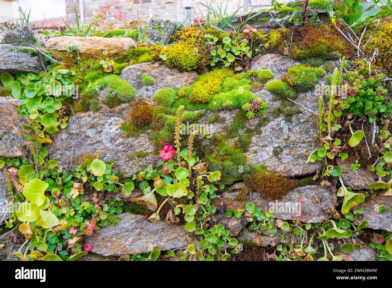 Pflanzen auf einer Steinmauer. Stockfoto