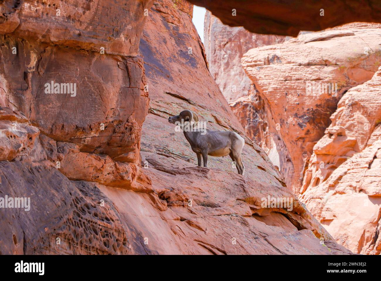 Dickhornschafe stehen auf dem felsigen Gelände einer Wüstenschlucht und mischen sich mit den natürlichen Sandsteinformationen. Stockfoto