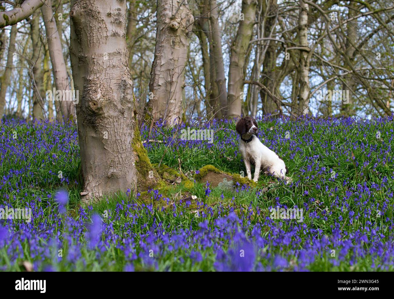 20/04/15 der sechsmonatige springer Spaniel Welpe Chester spielt zwischen den Glockenblöcken in Bow Wood, nahe Cromford, Derbyshire. Alle Rechte vorbehalten: F St Stockfoto