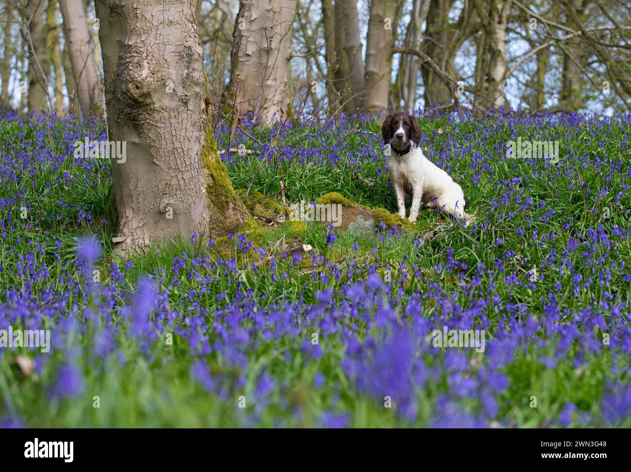 20/04/15 der sechsmonatige springer Spaniel Welpe Chester spielt zwischen den Glockenblöcken in Bow Wood, nahe Cromford, Derbyshire. Alle Rechte vorbehalten: F St Stockfoto