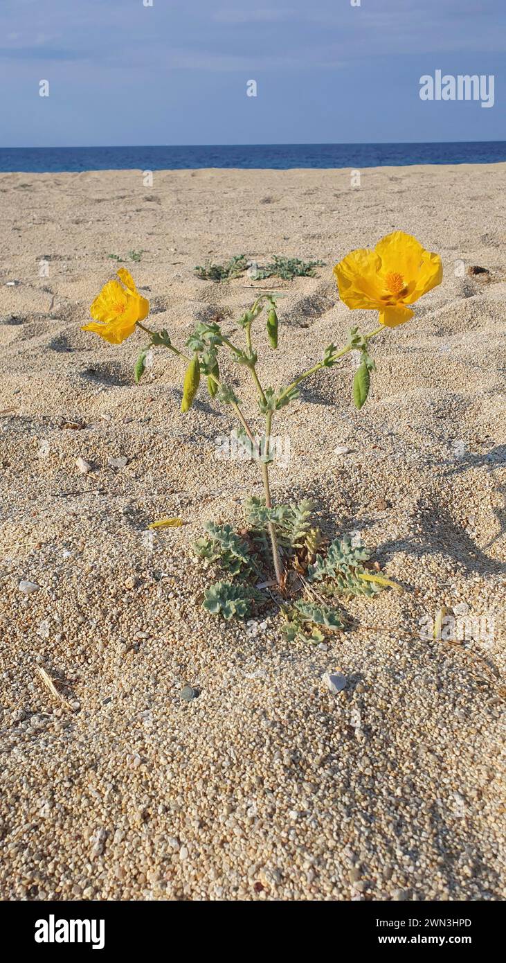 Eine gelbe Blume, die aus dem Sand eines ruhigen Strandes mit blauem Meer im Hintergrund wächst, gelber Hornmohn (Glaucium flavum), Peloponnes, Griechenland Stockfoto