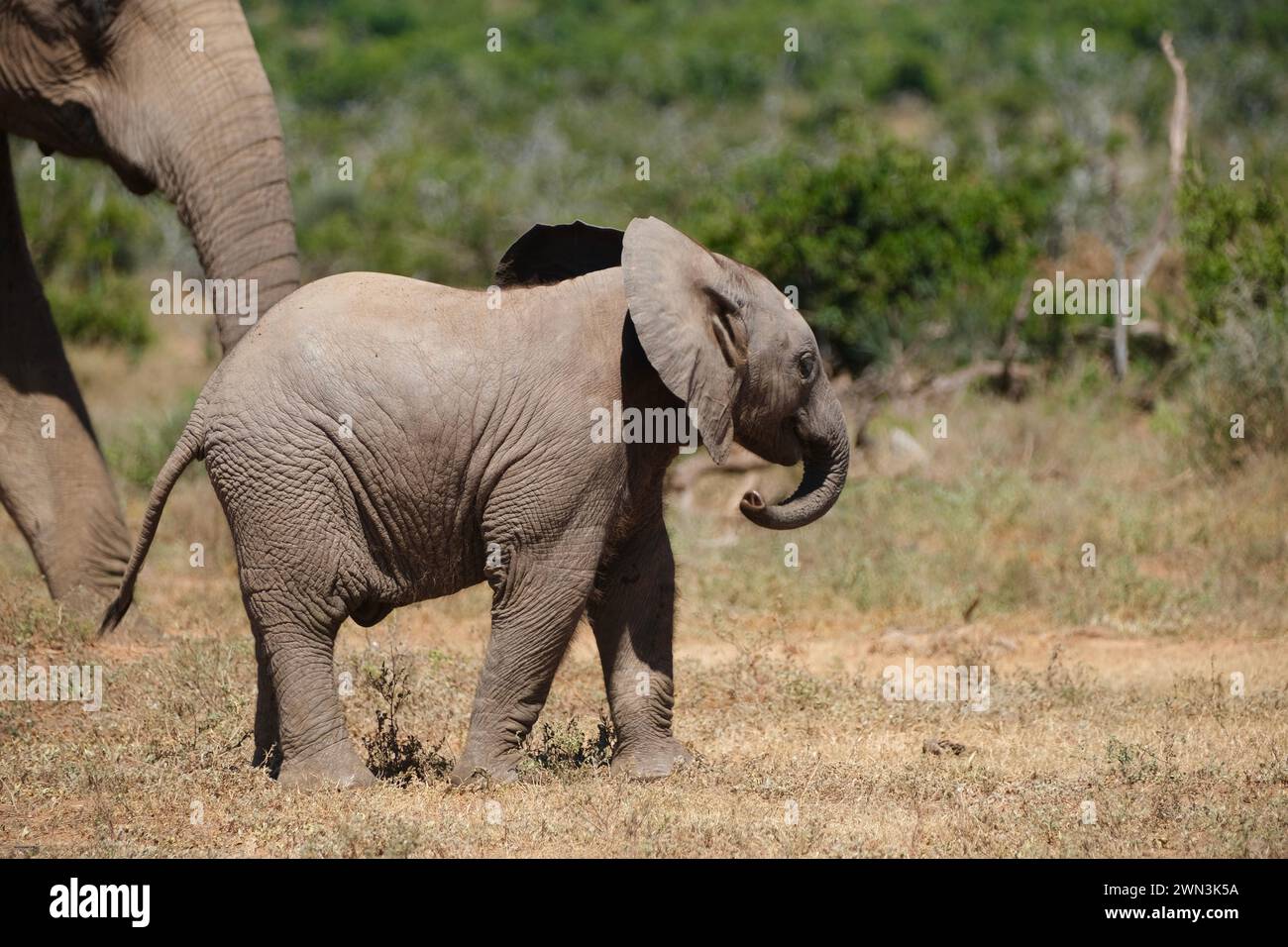 Elefantenbaby spielt mit seinem Kofferraum Stockfoto