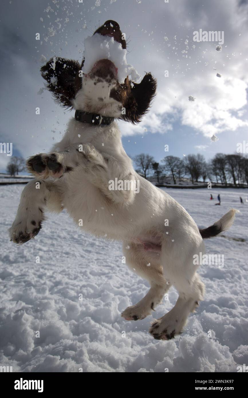 02/15 der 15 Wochen alte Springer Spaniel Welpe, Chester, lernt Schneebälle auf einem Schlittelfeld in der Nähe von Chapel-en-le-Frith im Derbyshire PE zu fangen Stockfoto