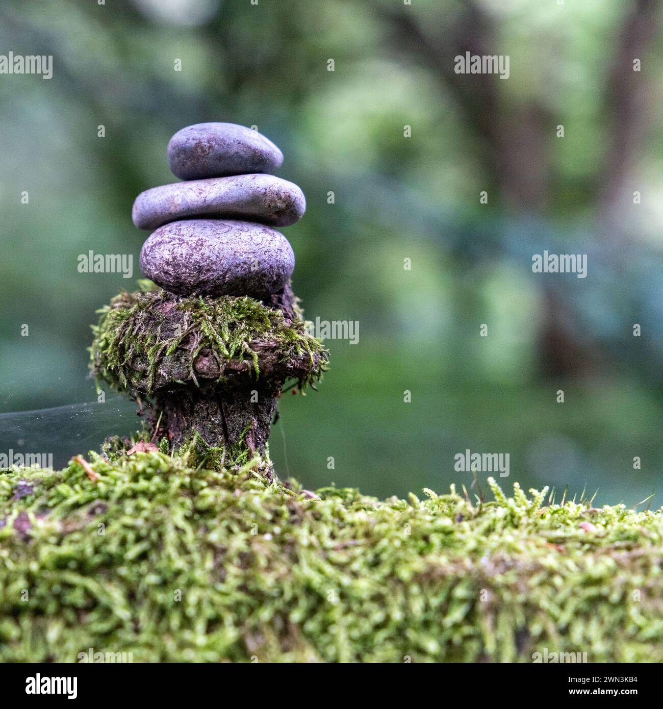 Kieselsteine auf einem Baumzweig Stockfoto