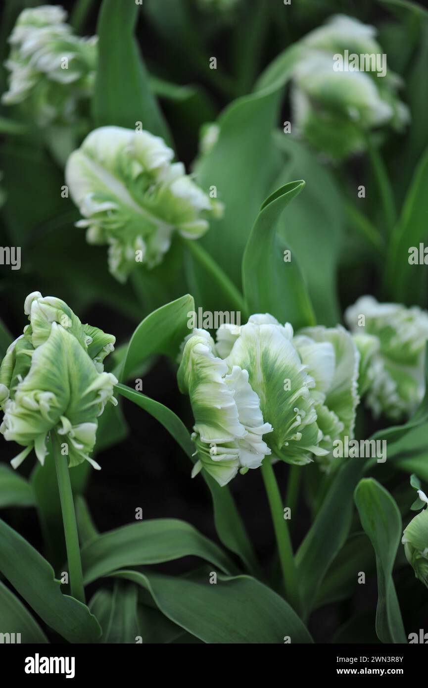 Grüne und weiße Tulpen (Tulipa) Traumpapageienblüte im April in einem Garten Stockfoto