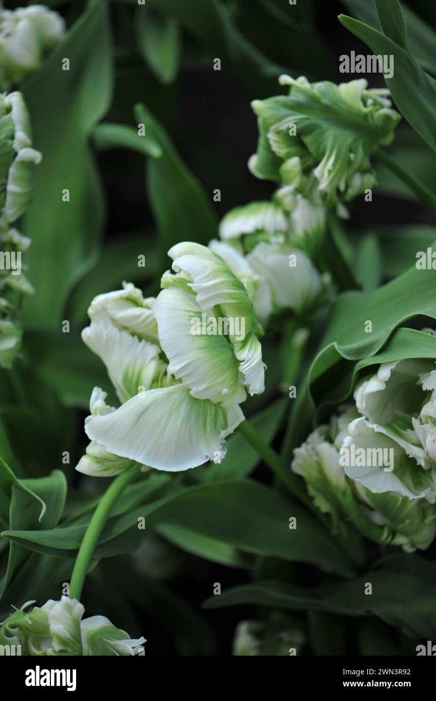 Grüne und weiße Tulpen (Tulipa) Traumpapageienblüte im April in einem Garten Stockfoto