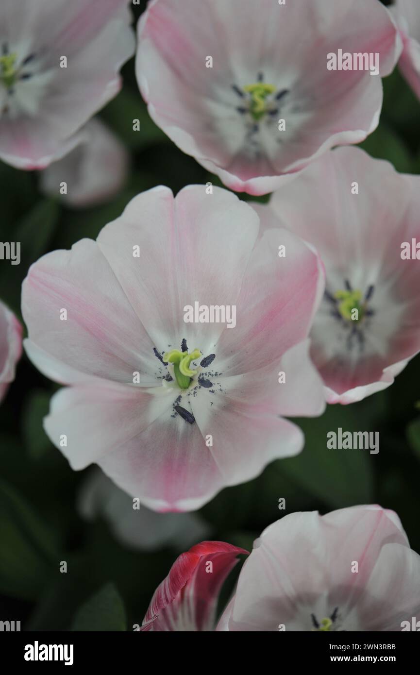 Weiße und rosa Tulpen (Tulipa) Emma blühen im April in einem Garten Stockfoto