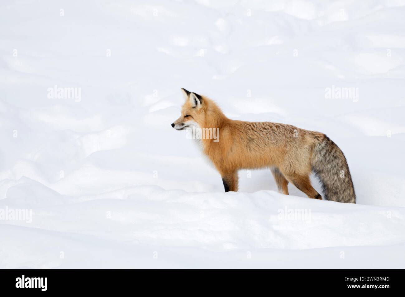 Rotfuchs ( Vulpes vulpes ) im Winter, stehend, im tiefen Schnee warten, gucken, beobachten, Yellowstone NP, Wyoming, Tierwelt, USA. Stockfoto