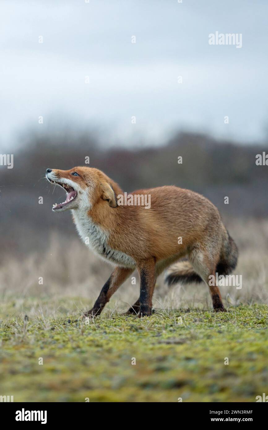 Rotfuchs ( Vulpes vulpes ) bedroht mit weit offenen Kiefern, Wildtiere, Europa. Stockfoto