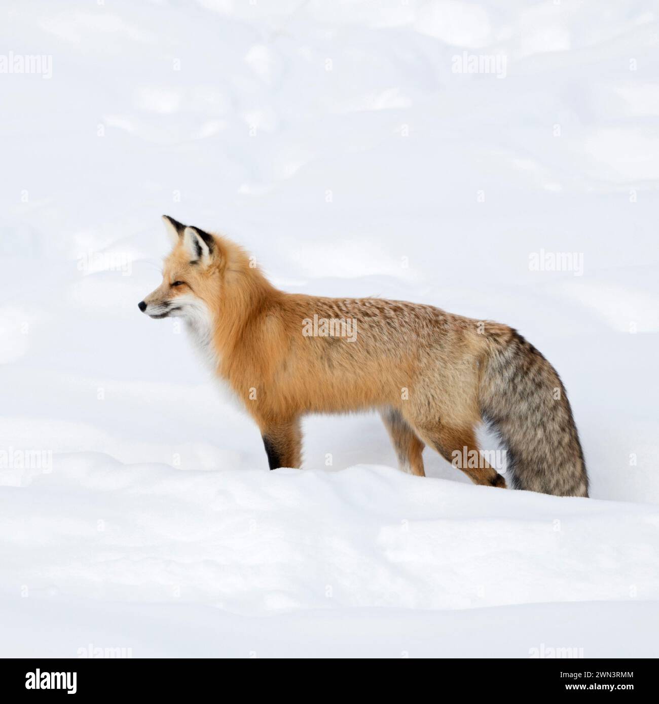 Rotfuchs ( Vulpes vulpes ) im Winter, stehend, im tiefen Schnee warten, gucken, beobachten, Yellowstone NP, Wyoming, Tierwelt, USA. Stockfoto
