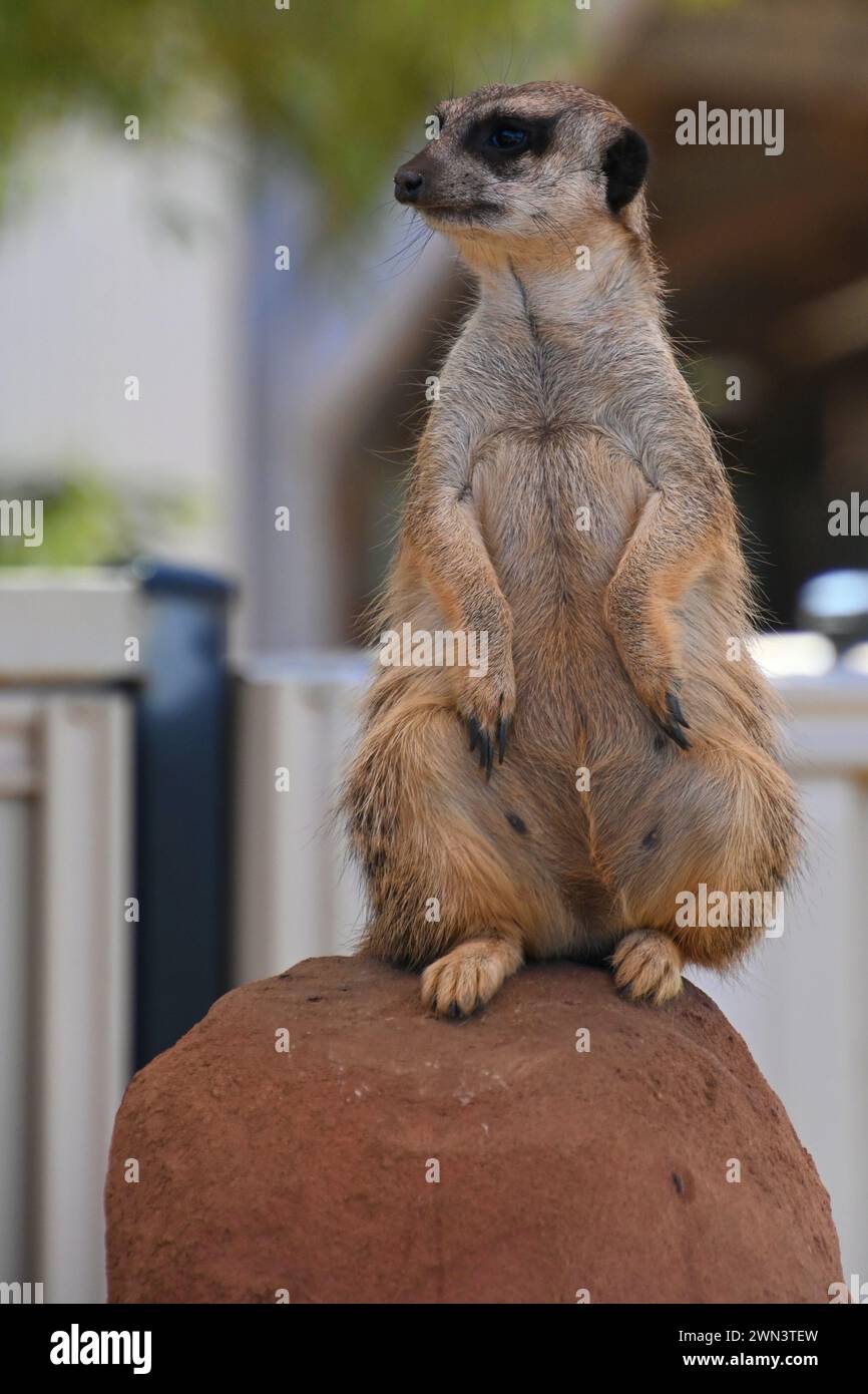 Erdmännchen, was siehst du da? Stockfoto