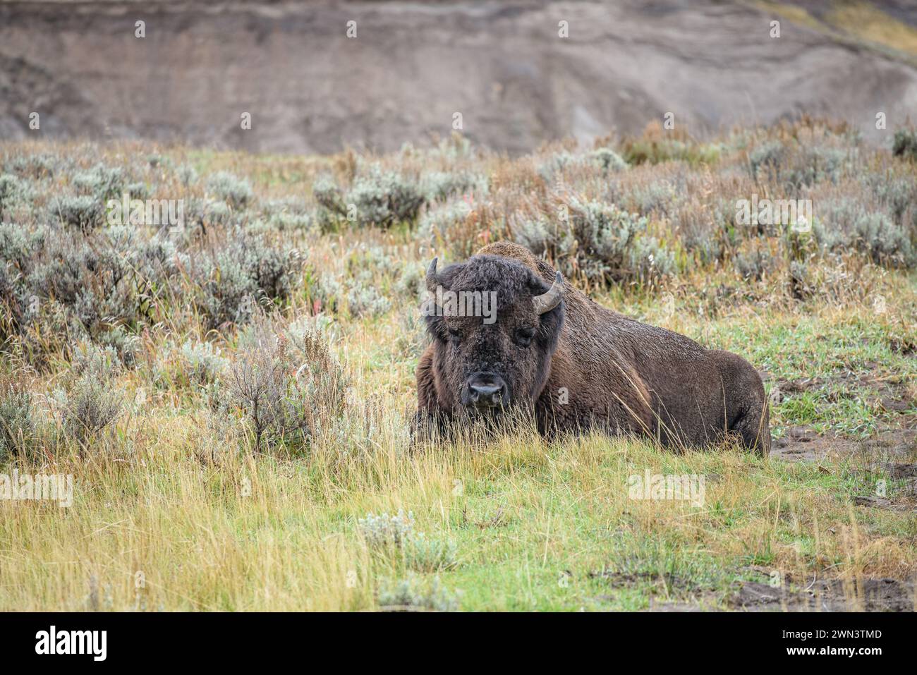 American Bison im Yellowstone-Nationalpark in Wyoming, USA Stockfoto