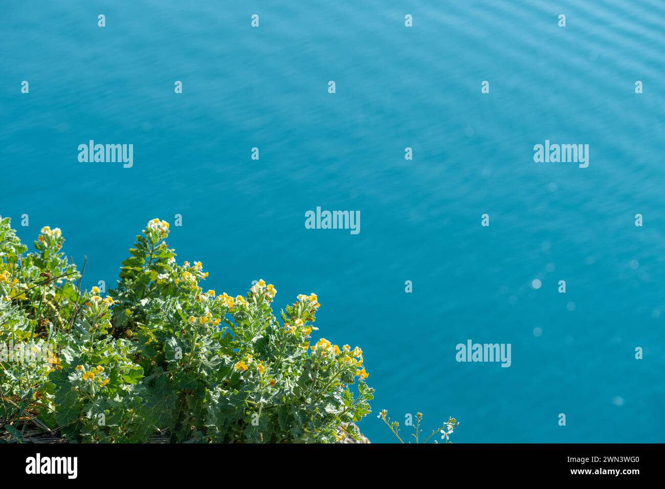 Gelbe Frühlingsblumen mit dem Meer im Hintergrund an einem sonnigen Frühlingstag Stockfoto
