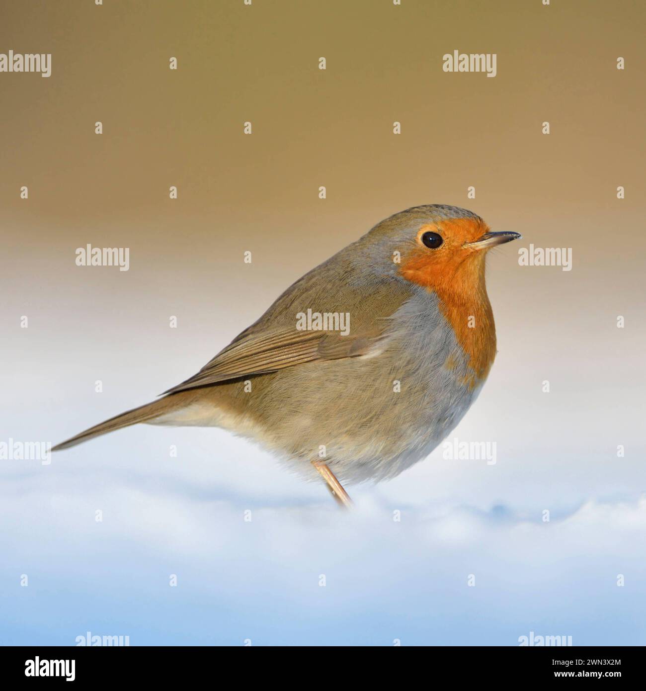 Rotkehlchen Erithacus rubecula , bekannter Singvogel mit leuchtend rot oranger Brust sitzt im schönsten Licht am Boden im Schnee, warme Farben, heimische Vogelwelt, Tierwelt, Natur im Winter *** schöne Robin Rotbrust Erithacus rubecula sitzend im Schnee auf dem Boden, flauschiges Gefieder, kalter Winter, schönes Licht, detailliertes und klares Bild, Wildtiere, Europa. Nordrhein-Westfalen Deutschland, Westeuropa Stockfoto