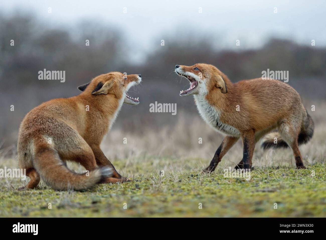 Fauchend... Fuchs / Rotfuchs Vulpes vulpes , zwei Füchse, Rotfüchse sind während der Ranzzeit in Streit geraten, drohen einander, kämpfen miteinander, konkurrieren, zeigen mit weit aufgesperrtem Fang, Maul die Zähne, heimische Tierwelt, Natur *** Rotfuchs Vulpes vulpes , Konfrontation zweier Erwachsener, gegenüberstehend, kämpfend, bedrohlich, weit offene Kiefer, ich versuche, einander zu jagen, Wildtiere, Europa. Niederlande, Westeuropa Stockfoto