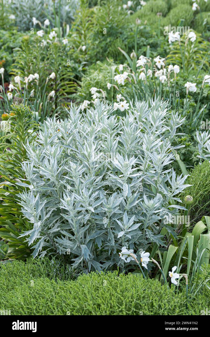 Silberraute (Artemisia ludoviciana „Valerie Finnis“), Stauden-Mischpflanzung „Stribrna Vonicka“ Stockfoto