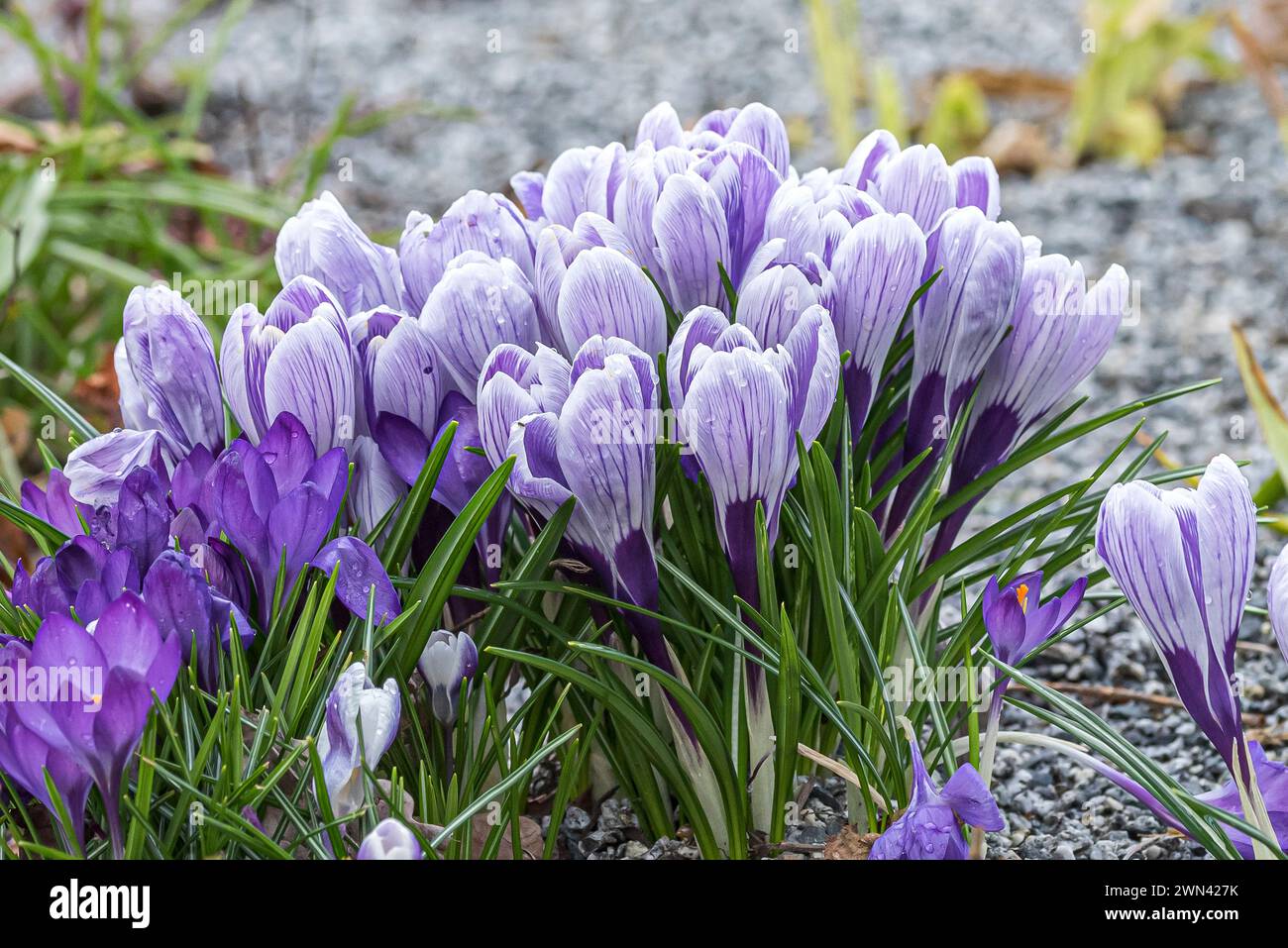 Krokus (Crocus vernus „Pickwick“) Stockfoto