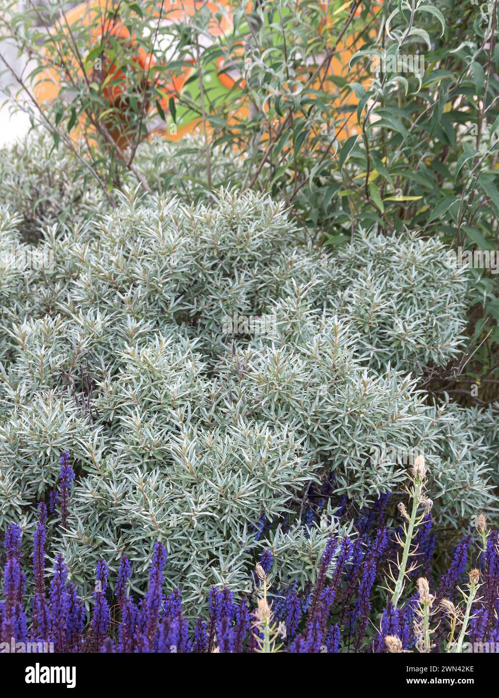 Sanddorn (Hippophae rhamnoides 'Hikul') Stockfoto