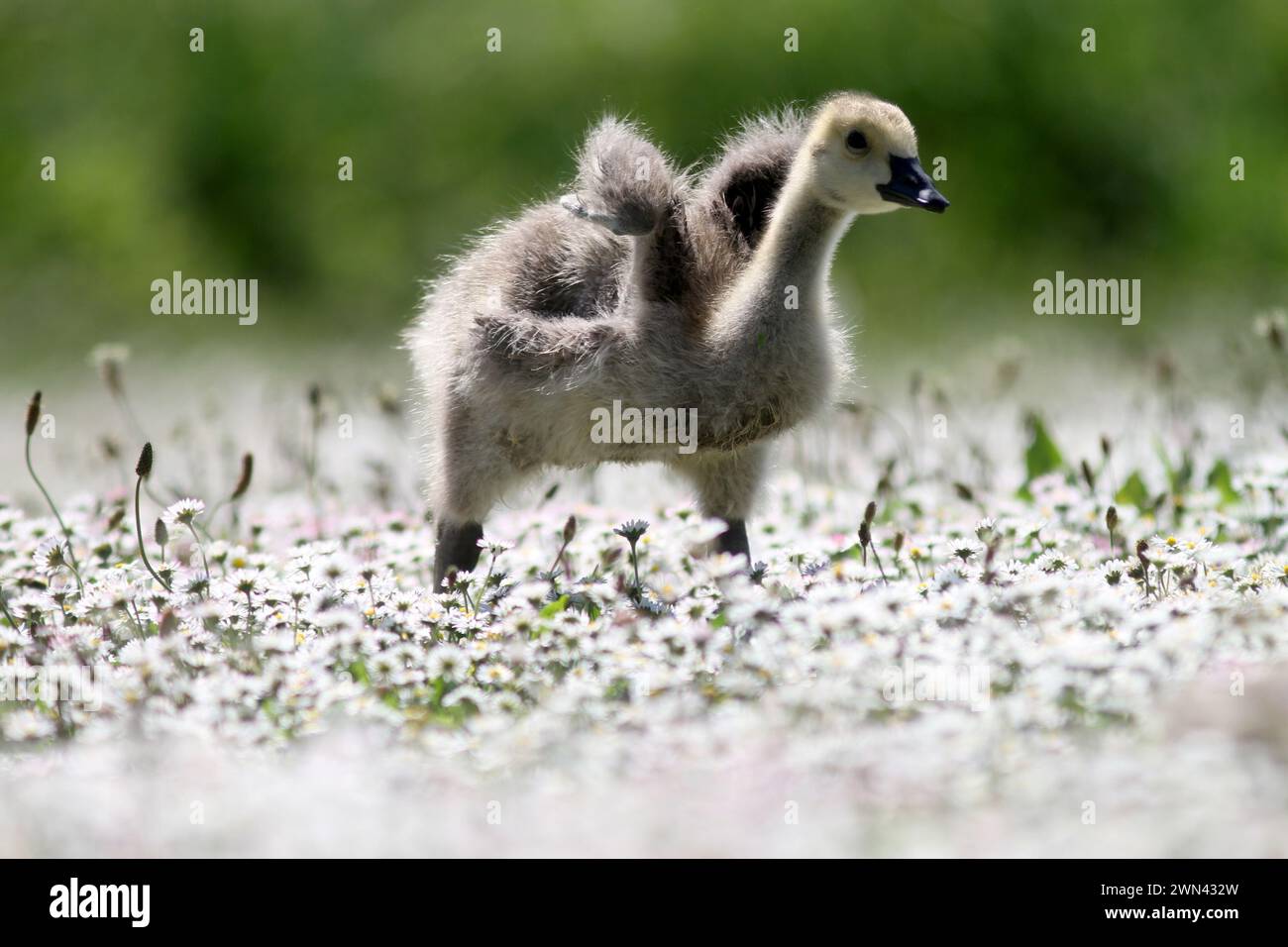 26/05/2012 Eine Familie von kanadiengänsen erkundet ein riesiges Feld von Gänseblümchen, die wie Schnee aussehen, an ihrem Teich in der Nähe von Haslemere, Surrey. Die fünf vier-Wochen-Ol Stockfoto