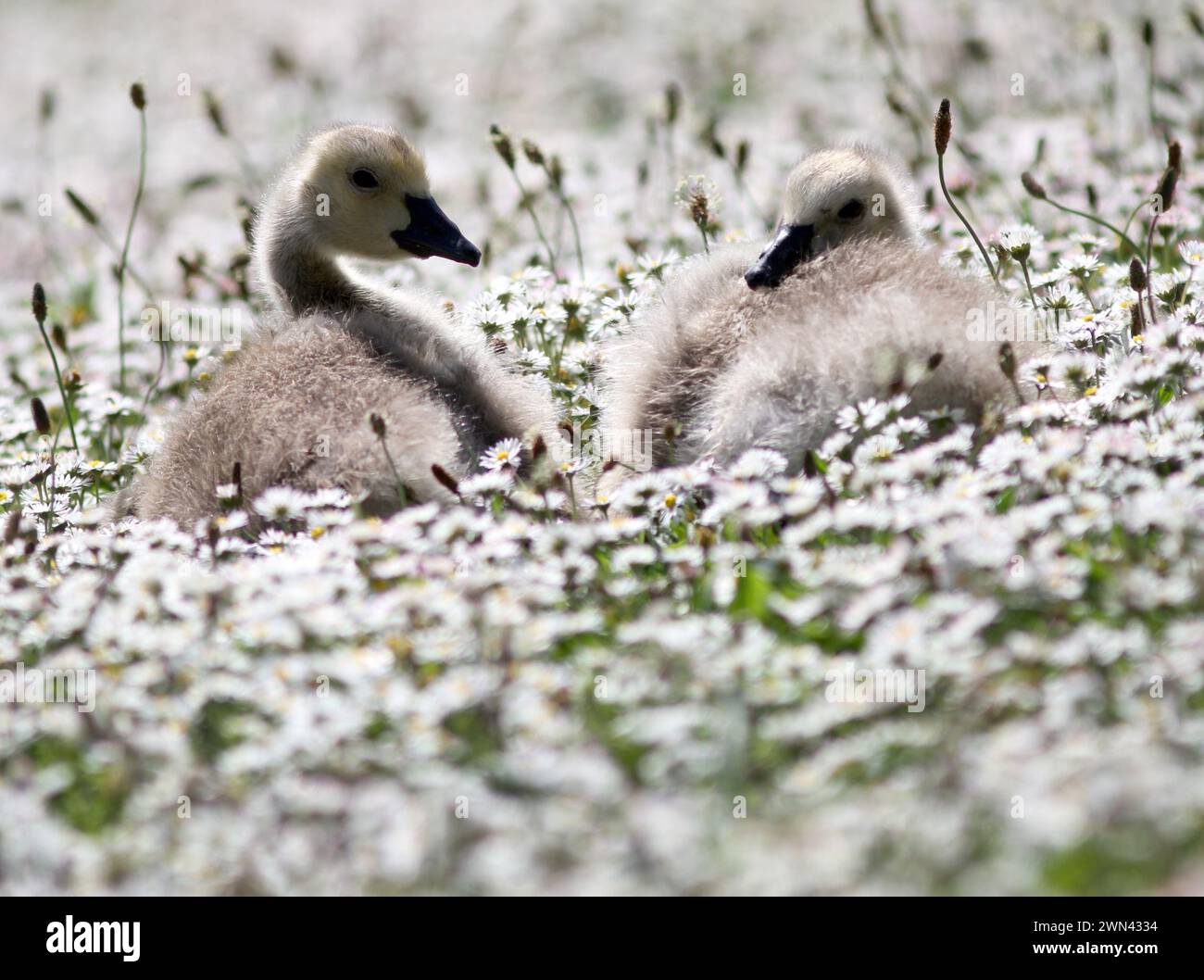 26/05/2012 Eine Familie von kanadiengänsen erkundet ein riesiges Feld von Gänseblümchen, die wie Schnee aussehen, an ihrem Teich in der Nähe von Haslemere, Surrey. Die fünf vier-Wochen-Ol Stockfoto