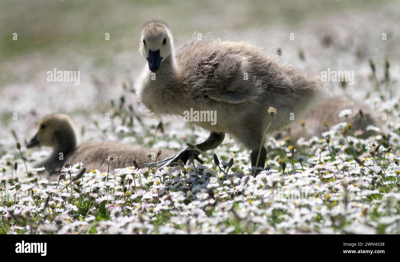 26/05/2012 Eine Familie von kanadiengänsen erkundet ein riesiges Feld von Gänseblümchen, die wie Schnee aussehen, an ihrem Teich in der Nähe von Haslemere, Surrey. Die fünf vier-Wochen-Ol Stockfoto